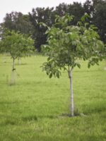Jungbaum der Sorte Ockerwitzer Lange
