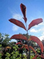 Jungpflanze der Juglans regia Pendula / Hängewalnuss
