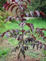 Jungbaum Purpurea / Rotblättrige Walnuss Kleinbaum