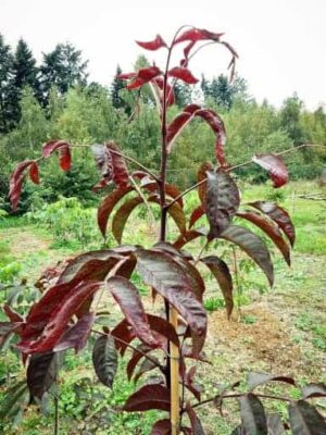 Jungbaum Purpurea / Rotblättrige Walnuss