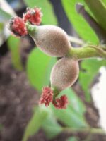 Kleine Früchte der Purpurea / Rotblättrige Walnuss am Baum
