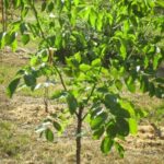 Jungpflanze Red Rief Walnussbaum