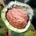 Walnuss eines Riesenpilar / Finkenwerder Schälnuss Walnussbaum