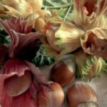 Rotblättrige Zellernuss Haselnussbaum - Früchte und Blattwerk der Rotblättrige Zellernuss auf einem Tisch