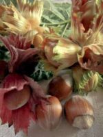 Rotblättrige Zellernuss Haselnussbaum - Früchte und Blattwerk der Rotblättrige Zellernuss auf einem Tisch