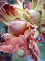 Früchte am Baum - Rotblättrige Zellernuss Haselnussbaum