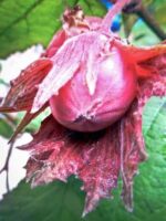 Frucht am Baum des Rotes Füllhorn Haselnussbaum