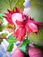 Nüsse am Baum Rotes Füllhorn Haselnussbaums