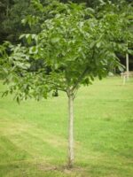 Jungbaum Seifersdorfer Runde Walnussbaum