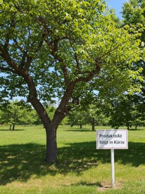 SERR Walnussbaum Platzhalterbild