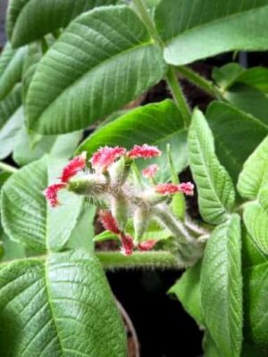 Blüte des Shubert Herznussbaum