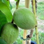 Zwei Früchte Shubert Herznussbaum