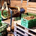 Walnuss Nr. 286 werden sortiert