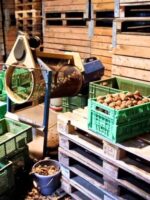 Spreewalder Walnuss Nr. 286 werden sortiert