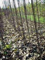 Junbäume Spreewalder Walnuss Nr. 286