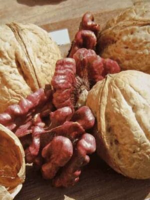 Rote Nusskerne und geschlossene Nüsse der Sychrov Walnuss