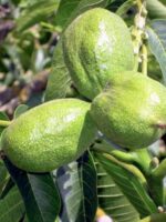Thunstetten Traubennuss - Nüsse im Fruchtbecher am Baum