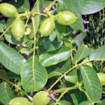 Thunstetten Traubennuss - Früchte am Baum