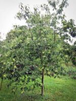 Jungbaum mit Früchten Tiroler Goldmarone Maronenbaum