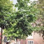 Baumhasel / Türkische Hasel - Baum in einer Straße