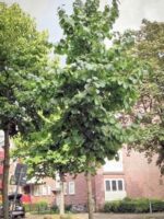 Baumhasel / Türkische Hasel - Baum in einer Straße