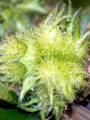 Blüte Baumhasel / Türkische Hasel