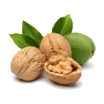 Walnuss Sämling Juglans Regia - Platzhalterbild