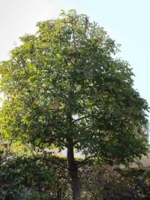 Walnussbaum des Walnuss-Sämling Juglans Regia