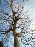 Walnuss-Sämling Juglans Regia - Baum im Winter
