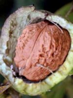 Aufgebrochene Fruchtschale einer Walnuss aus einem Walnuss-Sämling Juglans Regia