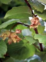 Nüsse am Baum - Webbs Preisnuss Haselnussbaum