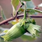 Frucht am Baum - Webbs Preisnuss Haselnussbaum