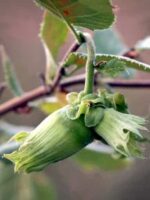 Frucht am Baum - Webbs Preisnuss Haselnussbaum