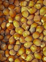 geerntete Haselnüsse des Webbs Preisnuss Haselnussbaums
