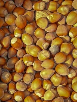 geerntete Haselnüsse des Webbs Preisnuss Haselnussbaums