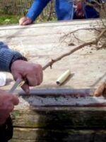 Wunder von Monrepos, Walnussbaum wird veredelt