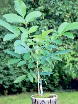 Zwerg-Walnuss / Zwerg-Walnussbaum / Nuss von Chatenay J. fertilis im Kübel als kleiner Walnussbaum gezogen