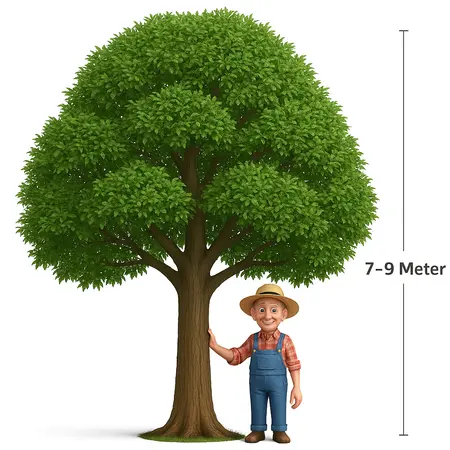 So groß wird Ihr Baum einmal sein: